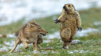 Yikes Fox And Rodent Battle Is Top Wildlife Photo Bbc News