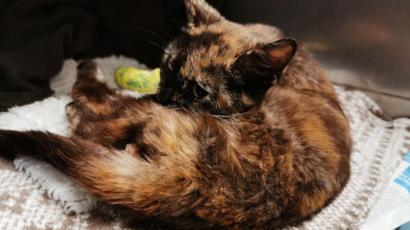 Wounded Cat Found Severely Abused In Woking Bbc News