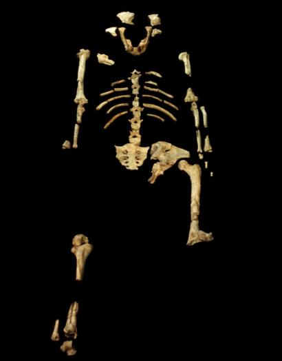بقايا الهيكل العظمي للوسي التي كانت تعد جد الإنسان الأول
