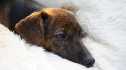 Fakta Di Balik Kesedihan Hewan Bbc News Indonesia