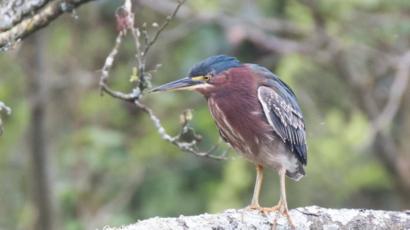 Rare Green Heron Spotted In Llanmill Pembrokeshire Bbc News