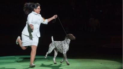 America S Best In Show German Shorthaired Pointer Wins Bbc News