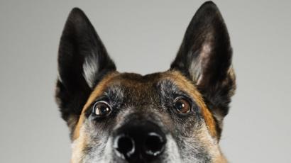problemas de erección de azúcar en perros problemas de erección de azúcar en perros