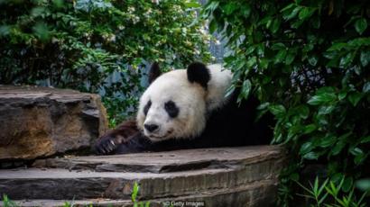 Alasan Mengapa China Meminjamkan Panda Ke Kebun Binatang Di