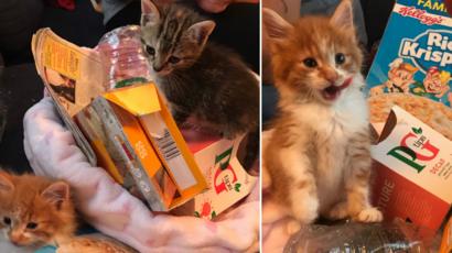 Missing Portsmouth Bin Kittens Found After Appeal Bbc News