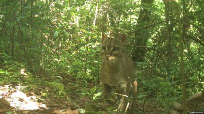 Wildlife Secrets Of Nigeria S Last Wilderness Bbc News