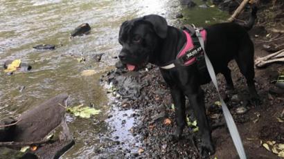 Police Appeal Over Dog Snatch Murder Bid In Glasgow Park