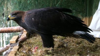 Golden Eagle Death Setback For South Of Scotland Project