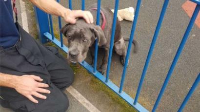 Dog Rescued After Head Gets Stuck In Railings Bbc News