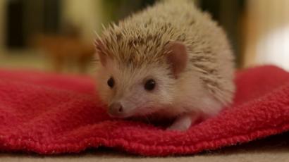 Should We Keep Pygmy Hedgehogs As Pets Bbc News,How To Make A Balloon Sword Youtube