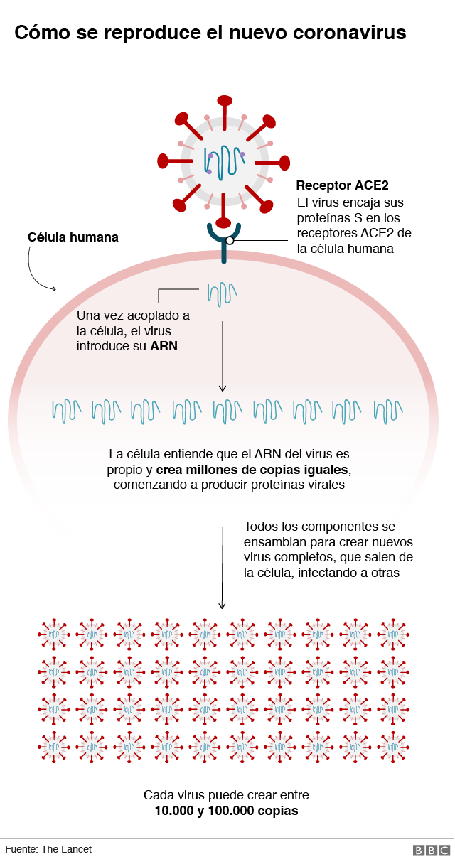 qué significa inflamación del corazón qué significa inflamación del corazón