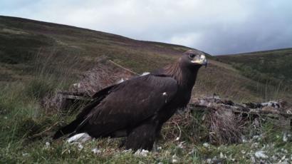 Golden Eagle Death Setback For South Of Scotland Project