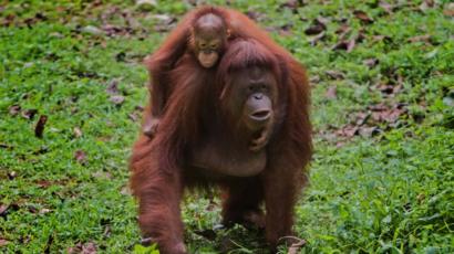 Cerita Warga Di Kalimantan Tengah Yang Pernah Makan Orang