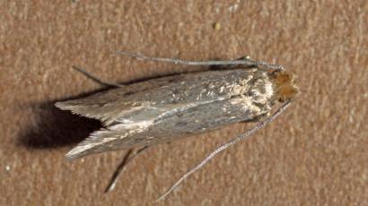 Rapid Rise Of Clothes Moths Threatens Historic Fabrics Bbc News