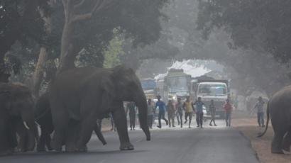 elephants crossing a road in Orissa