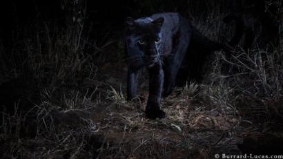 النمر الأسود حيوان نادر التقطته عدسة الكاميرا في كينيا Bbc News
