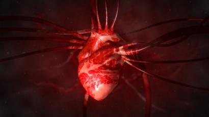Pulmones del corazón y sangre los a movimiento través de