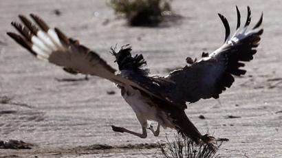 How Pakistans Bustard Hunting Ban Was Shot Down Bbc News