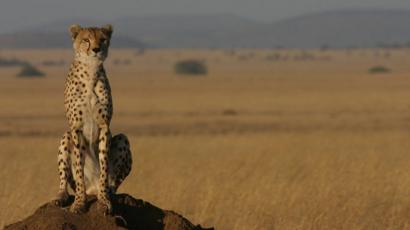 Populasi Menurun Hewan Cheetah Terancam Punah Bbc News Indonesia
