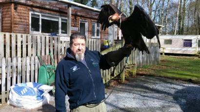 Griff The Golden Eagle Escapes Rescue Centre Home Bbc News