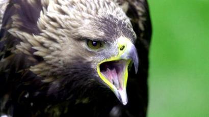 Eggs Stolen From Golden Eagle Nest In Cairngorms Bbc News