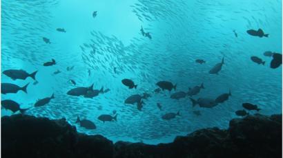 Cardume de peixes na reserva Vitória-Trindade