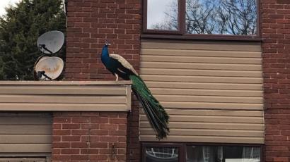 Confused Peacock Spotted On Top Of Walsall Garage Bbc News