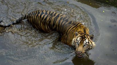 Harimau Yang Digantung Di Sumatera Utara Benarkah Semata Karena