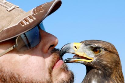 World Falconry Day Eagle And Falcons Soar Over Desert Show