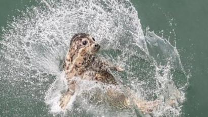 Dilepaskan Ke Alam Liar Lusinan Anak Anjing Laut Yang Sempat