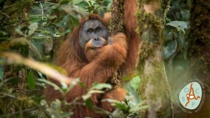 Orangutan Tapanuli Spesies Baru Orangutan Yang Masa