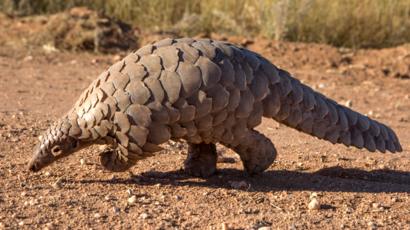 Hope for pangolins as protection boosted in China - BBC News