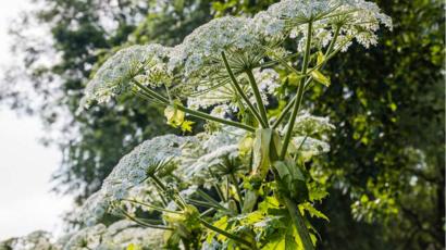 Deadly Plants On Display At Harrogate Flower Show Bbc News