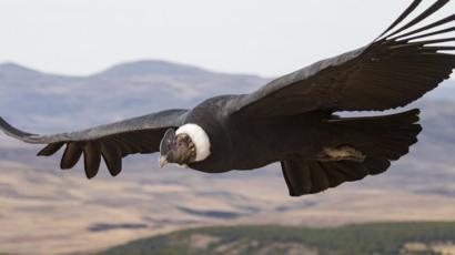 Andean condor birds flap wings just 1% of the time