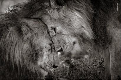 Kings Of The Jungle On Top In Photo Award Bbc News