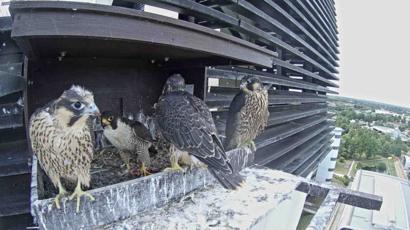 Peregrine Chicks Fledge From Bt Water Tower In Suffolk Bbc