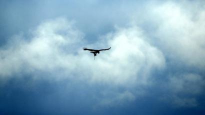 Appeal Over Golden Eagle With Trap On Leg Bbc News