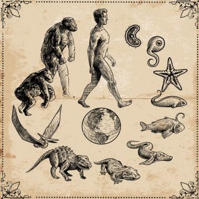 evolución
