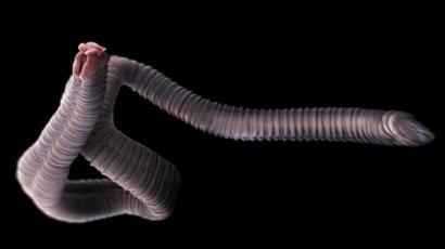 insectos que viven en el cuerpo humano
