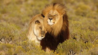 Lion King Dan Mitos Mitos Keliru Tentang Singa Bbc News Indonesia