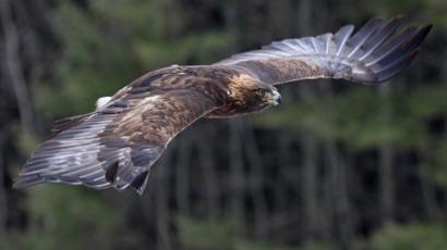 Eighth Tagged Eagle Disappears In Monadhliaths Says Rspb