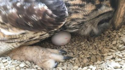 Male Eagle Owl Lays Egg At Gloucester Bird Sanctuary Bbc News