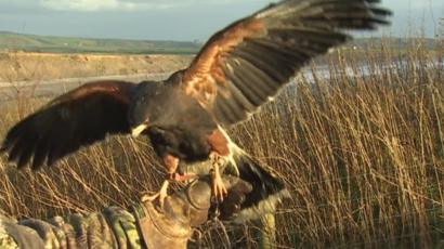 Fears Over Harris Hawks On The Loose In Llŷn Bbc News