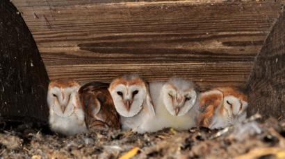 Biggest Brood Of Barn Owls Recorded Near Lough Neagh Bbc News