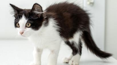 Animal Testing Us Closes Kitten Slaughterhouse After Outcry