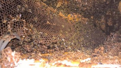 Honey Oozed Through Ceiling From Hive In Leicestershire