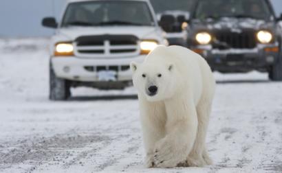 The Polar Bears Are Coming To Town Bbc News