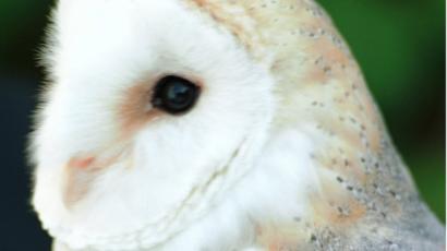 Barn Owl Shot And Otters Found Dead At Bodenham Reserve Bbc News