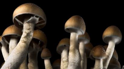 Magic Mushrooms Can Reset Depressed Brain Bbc News