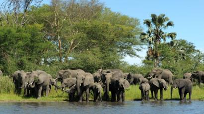 Negara Yang Punya Terlalu Banyak Gajah Bbc News Indonesia